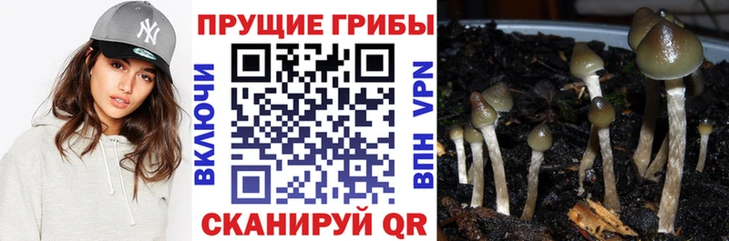 Галлюциногенные грибы Psilocybe  что такое   Белорецк 